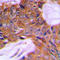 PAGE Family Member 3 antibody, GTX56112, GeneTex, Immunohistochemistry paraffin image 