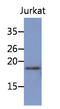 NBL1, DAN Family BMP Antagonist antibody, AM50052PU-S, Origene, Western Blot image 