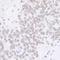Cyclin Dependent Kinase 7 antibody, A700-006, Bethyl Labs, Immunohistochemistry paraffin image 