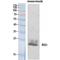 Regulator Of G Protein Signaling 1 antibody, LS-C385854, Lifespan Biosciences, Western Blot image 