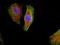 Protein phosphatase 1 regulatory subunit 14D antibody, orb215204, Biorbyt, Immunofluorescence image 