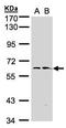 Flavin Containing Dimethylaniline Monoxygenase 1 antibody, LS-C185602, Lifespan Biosciences, Western Blot image 