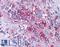 P2Y purinoceptor 4 antibody, LS-A5011, Lifespan Biosciences, Immunohistochemistry frozen image 