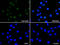EWS RNA Binding Protein 1 antibody, M00589-1, Boster Biological Technology, Immunofluorescence image 