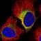 Asteroid Homolog 1 antibody, HPA037011, Atlas Antibodies, Immunocytochemistry image 