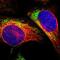 Mitochondrial RRNA Methyltransferase 1 antibody, NBP1-83597, Novus Biologicals, Immunofluorescence image 