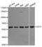CD19 antibody, abx002014, Abbexa, Western Blot image 