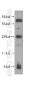NIPP1 antibody, 16115-1-AP, Proteintech Group, Western Blot image 