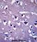 Coiled-Coil Domain Containing 117 antibody, abx027413, Abbexa, Western Blot image 