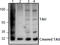 PHF-tau antibody, AP26351PU-N, Origene, Western Blot image 