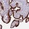 Zinc Finger Protein 720 antibody, HPA041570, Atlas Antibodies, Immunohistochemistry frozen image 