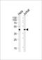 DIR antibody, PA5-72391, Invitrogen Antibodies, Western Blot image 