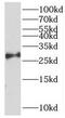 Oligoribonuclease, mitochondrial antibody, FNab07246, FineTest, Western Blot image 