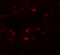 Piwi Like RNA-Mediated Gene Silencing 1 antibody, 6029, ProSci, Immunofluorescence image 