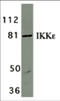 Inhibitor Of Nuclear Factor Kappa B Kinase Subunit Epsilon antibody, 2329, ProSci Inc, Western Blot image 