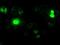 Neurogenin 1 antibody, MA5-24900, Invitrogen Antibodies, Immunocytochemistry image 