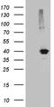 Kruppel Like Factor 7 antibody, CF812008, Origene, Western Blot image 