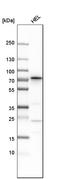 Caveolae Associated Protein 2 antibody, HPA039325, Atlas Antibodies, Western Blot image 