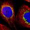 Zinc Finger Protein 862 antibody, HPA024154, Atlas Antibodies, Immunofluorescence image 