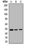 Synaptotagmin 11 antibody, orb412688, Biorbyt, Western Blot image 