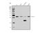 Suppressor of cytokine signaling 3 antibody, A00274-2, Boster Biological Technology, Western Blot image 