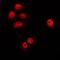 Rac GTPase-activating protein 1 antibody, orb215147, Biorbyt, Immunofluorescence image 