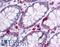 Gbp antibody, LS-B4649, Lifespan Biosciences, Immunohistochemistry paraffin image 