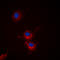BCL2 Like 1 antibody, LS-C354572, Lifespan Biosciences, Immunofluorescence image 