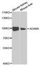 ADAM Metallopeptidase Domain 9 antibody, TA332660, Origene, Western Blot image 