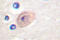 Exportin-2 antibody, LS-C175980, Lifespan Biosciences, Immunohistochemistry frozen image 