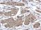 Valosin Containing Protein antibody, GTX101089, GeneTex, Immunohistochemistry paraffin image 