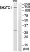 SH3 Domain And Tetratricopeptide Repeats 1 antibody, abx014884, Abbexa, Western Blot image 