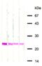 Cathepsin L/procathepsin L antibody, ALX-804-291-C100, Enzo Life Sciences, Western Blot image 