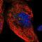FluA antibody, NBP1-85090, Novus Biologicals, Immunofluorescence image 