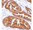 Ornithine Decarboxylase 1 antibody, V2215-100UG, NSJ Bioreagents, Western Blot image 