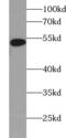 Ferredoxin Reductase antibody, FNab03068, FineTest, Western Blot image 