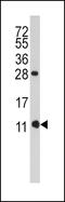 FKBP Prolyl Isomerase 1B antibody, LS-C97478, Lifespan Biosciences, Western Blot image 