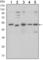 SMAD Family Member 5 antibody, abx012276, Abbexa, Western Blot image 
