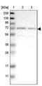 Mitoguardin 1 antibody, PA5-53611, Invitrogen Antibodies, Western Blot image 