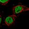 Peptidyl-TRNA Hydrolase Domain Containing 1 antibody, HPA019951, Atlas Antibodies, Immunofluorescence image 
