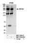 Zinc Finger Protein 462 antibody, NBP1-78192, Novus Biologicals, Western Blot image 