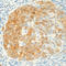 Cyclin Dependent Kinase 1 antibody, LS-C87537, Lifespan Biosciences, Immunohistochemistry frozen image 