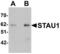 Staufen Double-Stranded RNA Binding Protein 1 antibody, LS-B5343, Lifespan Biosciences, Western Blot image 