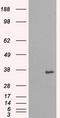 Serine/threonine-protein kinase Nek6 antibody, TA500511S, Origene, Western Blot image 