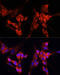 Eukaryotic Translation Termination Factor 1 antibody, 19-944, ProSci, Immunofluorescence image 