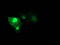 Rho-related GTP-binding protein RhoD antibody, M05942, Boster Biological Technology, Immunofluorescence image 