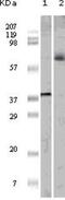 ETS Transcription Factor ELK1 antibody, NBP1-47553, Novus Biologicals, Western Blot image 