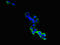 Gastric Inhibitory Polypeptide Receptor antibody, LS-C675812, Lifespan Biosciences, Immunofluorescence image 