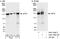 Protein KIAA0664 antibody, A301-765A, Bethyl Labs, Immunoprecipitation image 