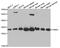 Proteasome Activator Subunit 1 antibody, TA332636, Origene, Western Blot image 